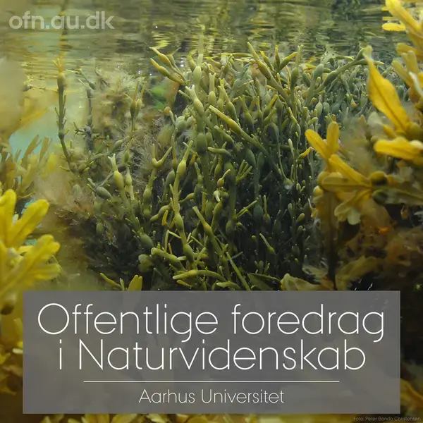 Tang (via livestream fra Aarhus Universitet)