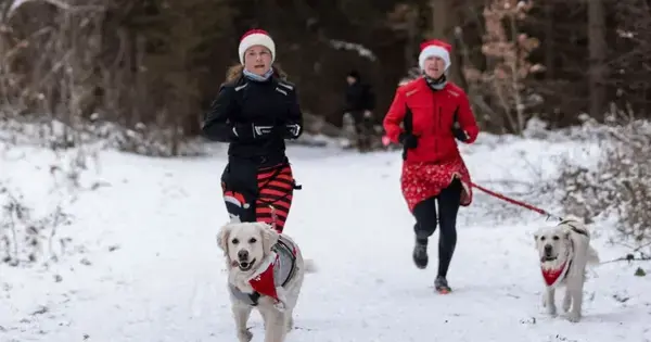 Dirty Paws juleløb 2026 hos Team Næstved