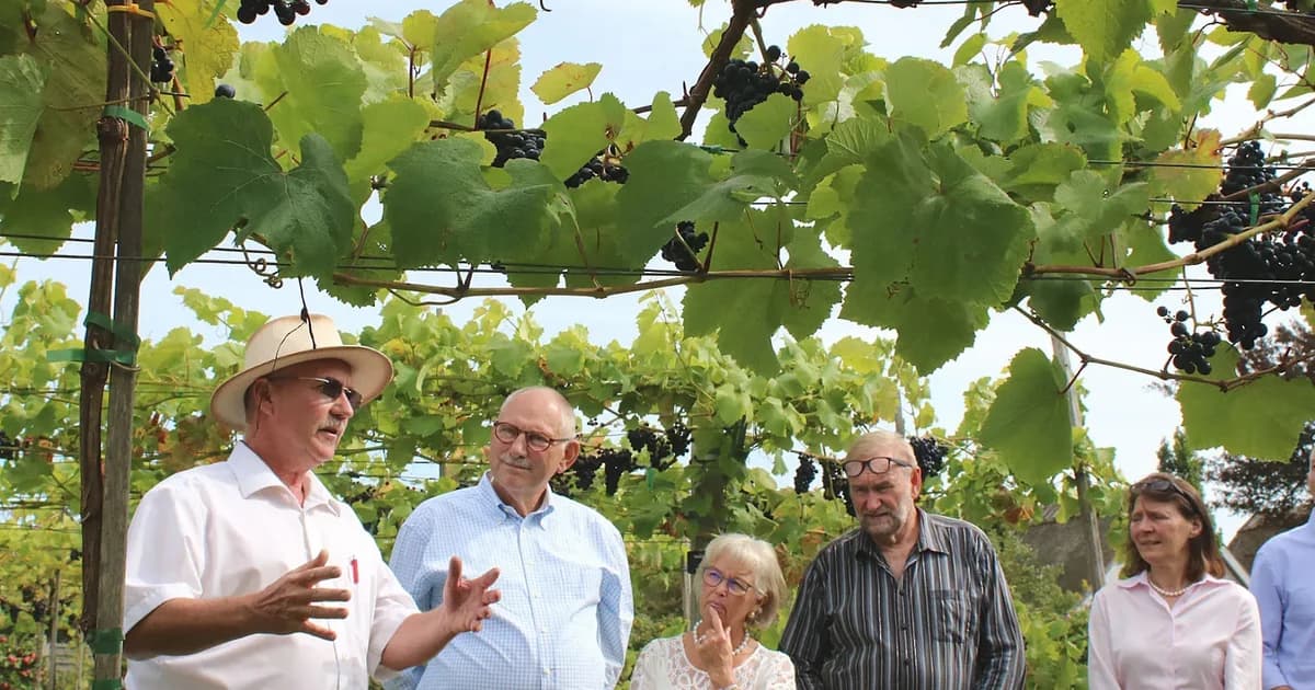 Vingårdsbesøg med vinsmagning og tapas på dansk vingård