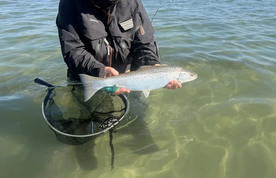 Intro til efterårsfiskeri efter havørreder på Sydsjælland