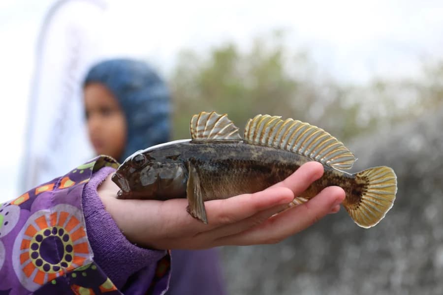 Streetfishing i Kanalen