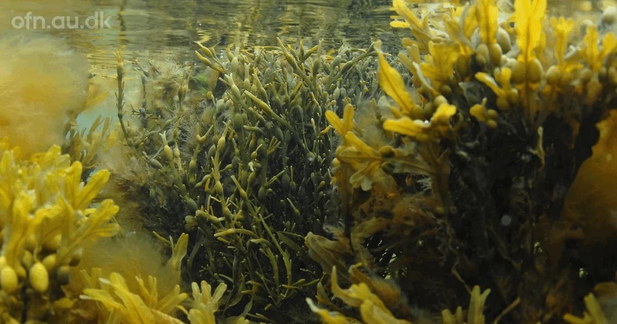 Naturvidenskabeligt foredrag om tang