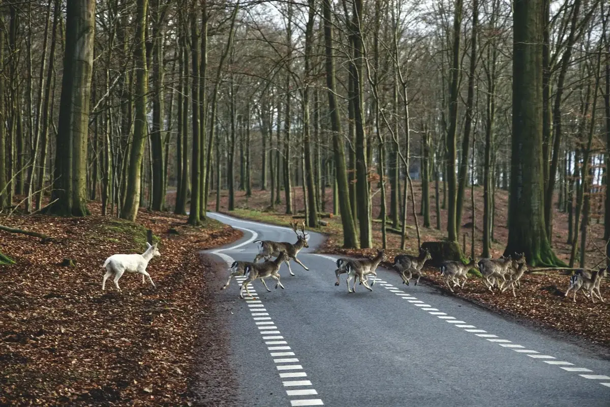 A herd of deer crossing a winding forest road in autumn.