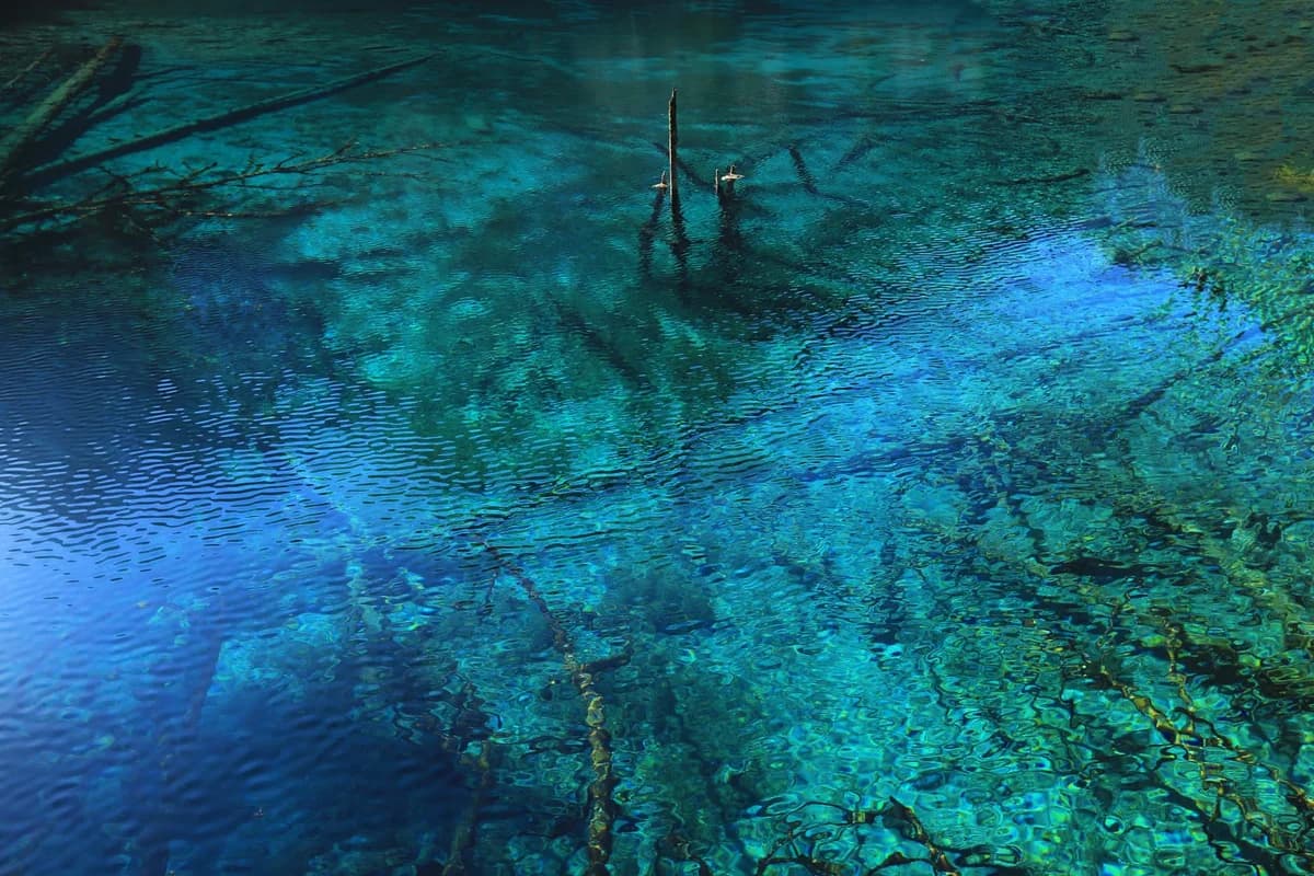 Blue lake water with submerged branches and reflections