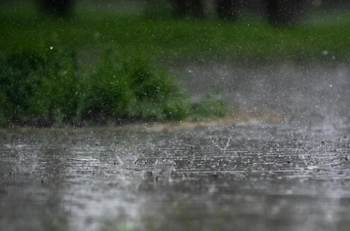 Heavy rain falling on a wet sidewalk with green plants in the background
