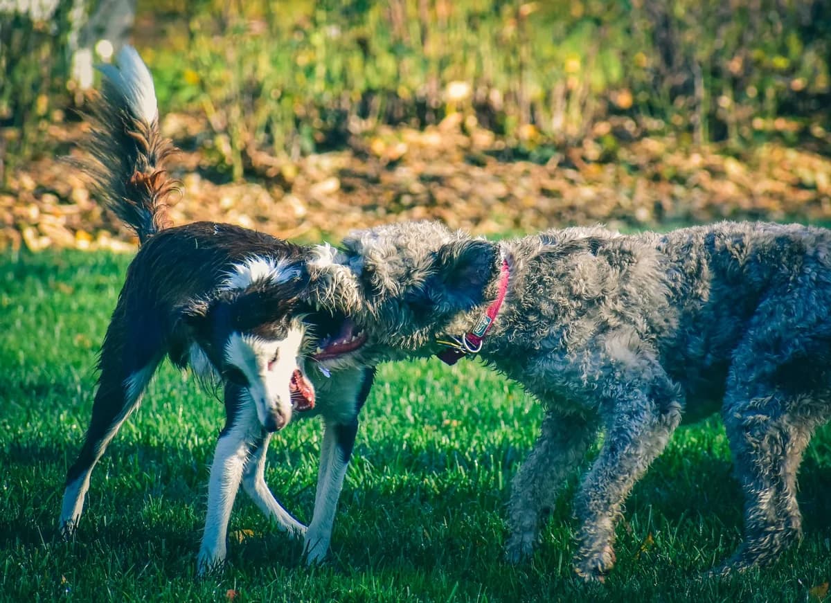 Two dogs biting each other on grass