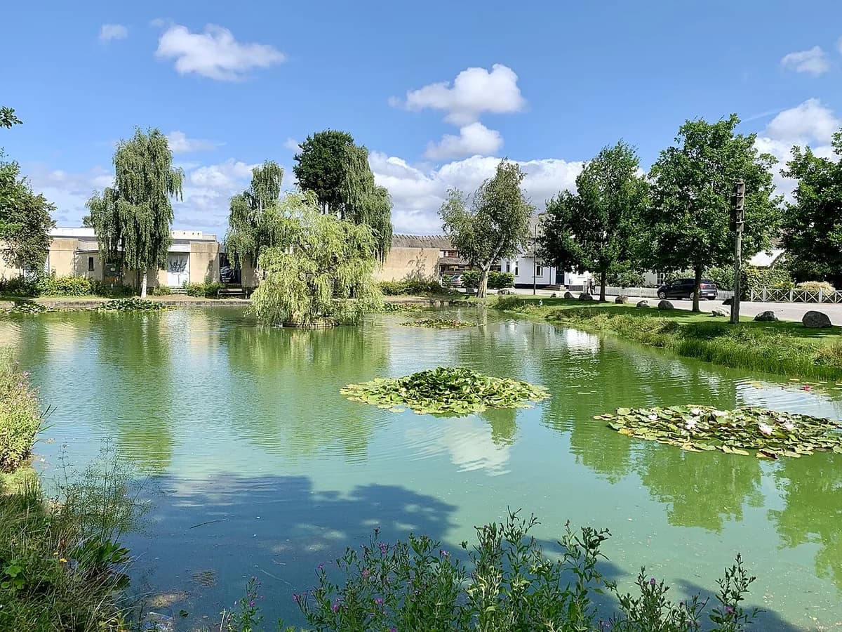 A village pond with trees, lily pads, and houses on a sunny day.